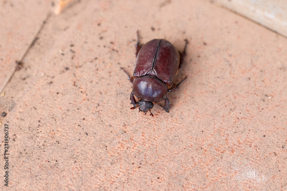 Lucanus cervus macro close up.