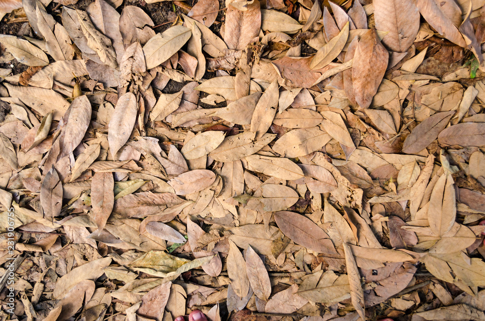 background full of dried fallen leaves on the ground floor. background full of dried fallen leaves on the ground floor.