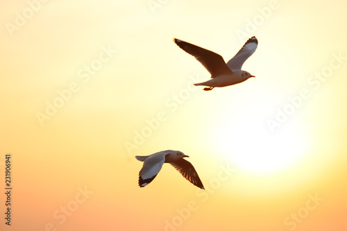 Seagulls flying freely on the sky at sunset