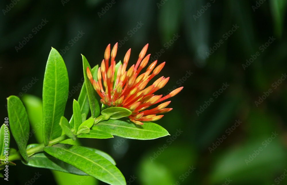 Beautiful red flower in Roatan Beautiful red flower in Roatan