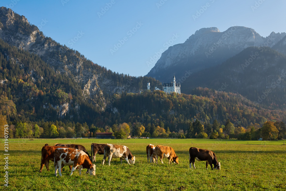 Serene rural landscape with cows grazing in the meadow with the view to Neuschwanstein castle, Bavaria, Germany