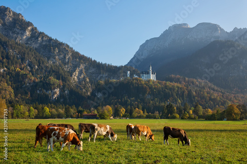 Serene rural landscape with cows grazing in the meadow with the view to Neuschwanstein castle  Bavaria  Germany