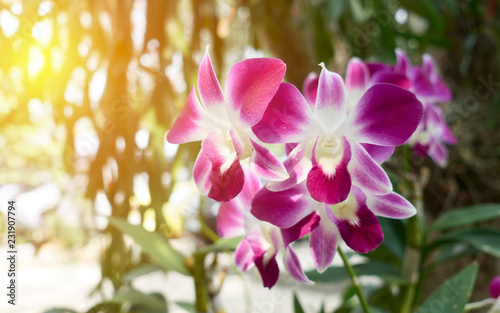 Orchid flower in garden