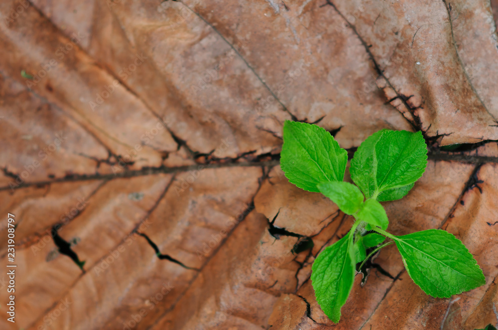 Fresh green tree leaves, frame. Natural background, Fres Fresh green tree leaves, frame. Natural background, Fres