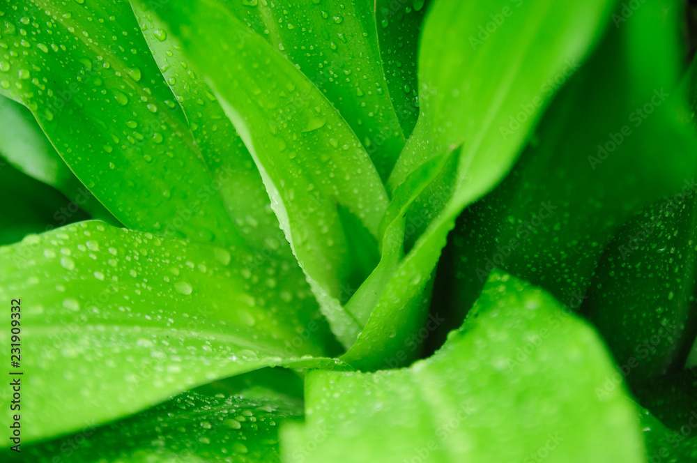 Fresh green tree leaves, frame. Natural background, Fresh green tree leaves after rain Fresh green tree leaves, frame. Natural background, Fresh green tree leaves after rain