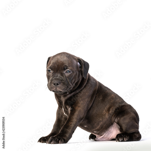 cute brown english staffordshire bull terrier puppy lying isolated on white background, close-up    © photollurg