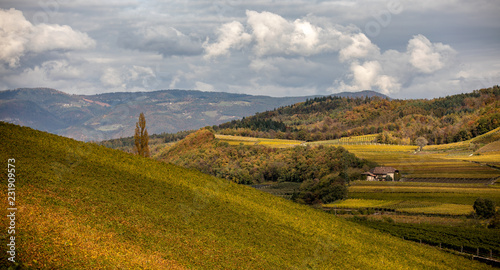 Vineyard in South Tyrol in Autumn