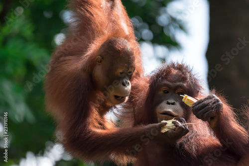 A closeup photo of a bornean orangutan Pongo pygmaeus while hanging on a vine and eating bamboo