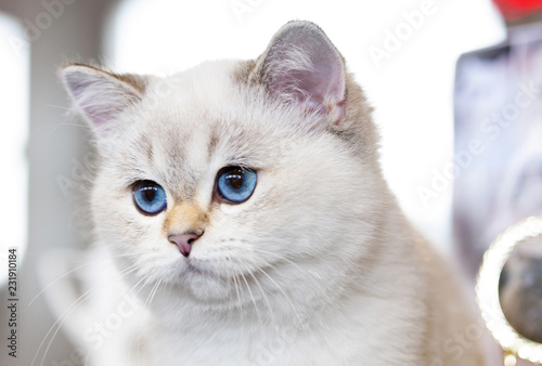 British Cat white color with blue eyes