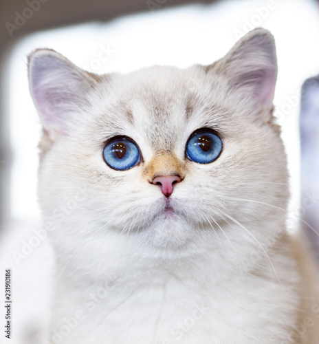 British Cat white color with blue eyes