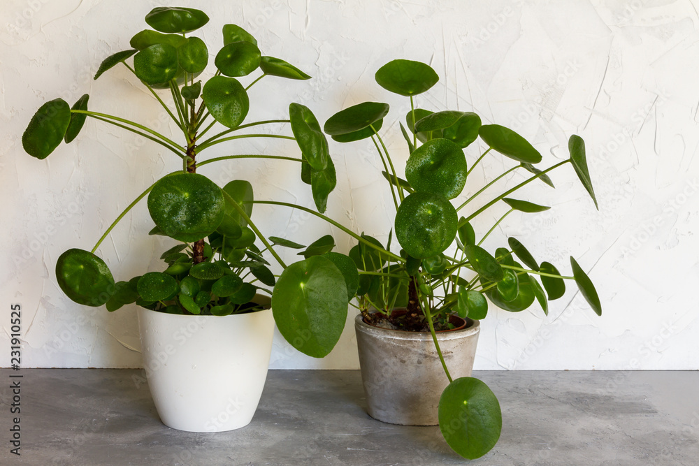 Pilea peperomioides, money plant in the pot. Big plant with babies.  Isolated. White and gray background. Stock Photo | Adobe Stock