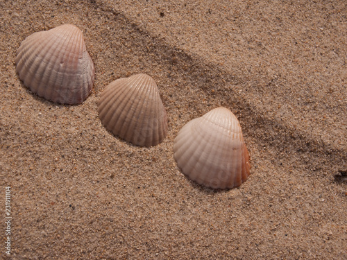 drei Muscheln im Sand