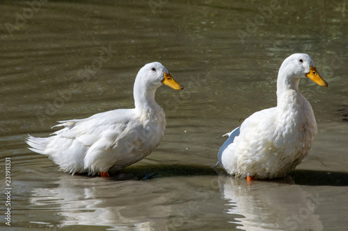 Two heavy white Pekin Ducks