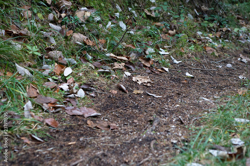 feuchter Waldboden im Herbst