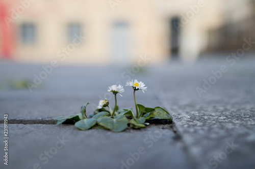 Εκτύπωση καμβά Small daisy flower (Bellis perennis) growing in the pavement.