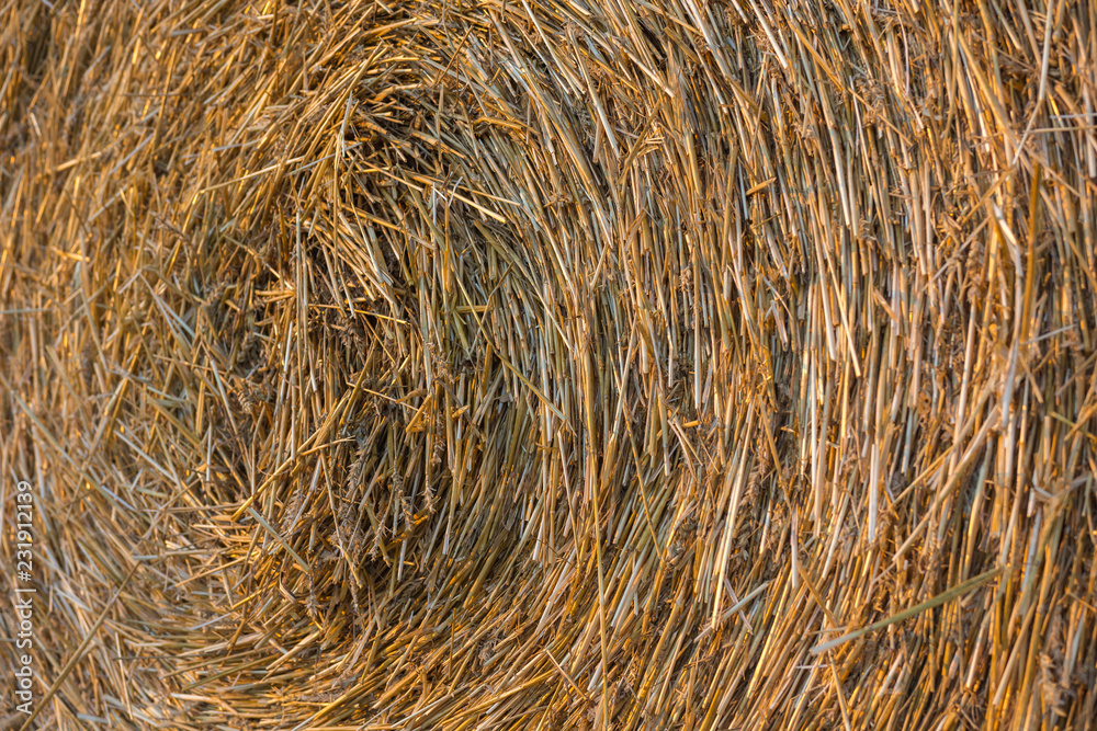 Element of a round yellow straw bale after harvesting wheat photographed at sunset. Close up angle view of a straw pack. Agriculture Concept. Texture. Element of a round yellow straw bale after harvesting wheat photographed at sunset. Close up angle view of a straw pack. Agriculture Concept. Texture.
