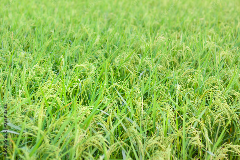 Ear of rice in rice field Ear of rice in rice field