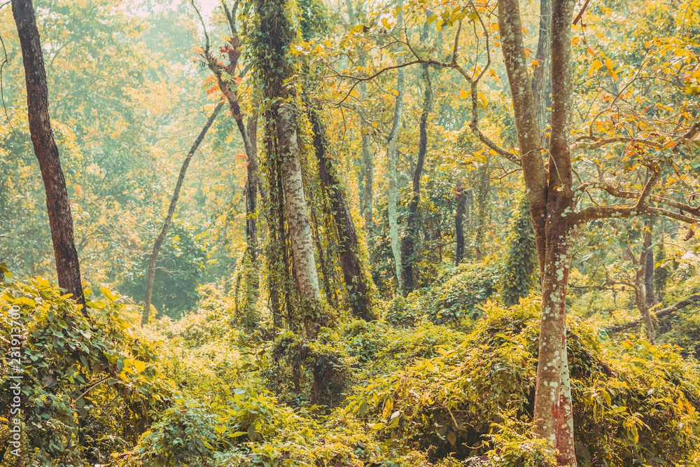 Naklejka premium Subtropical dense forest of Nepal, Dense Jungle background