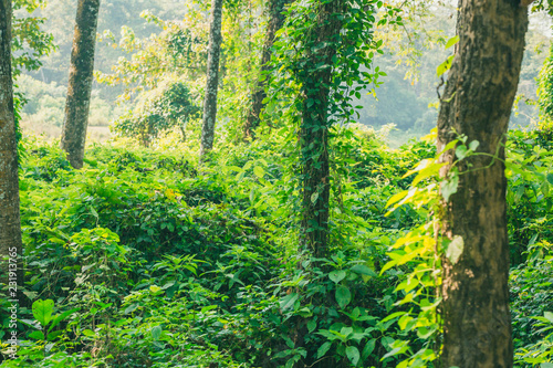 Subtropical dense forest of Nepal  Dense Jungle background