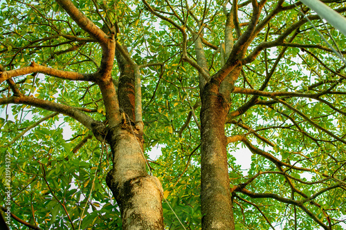 Trees and leaves are green, beautiful nature. photo