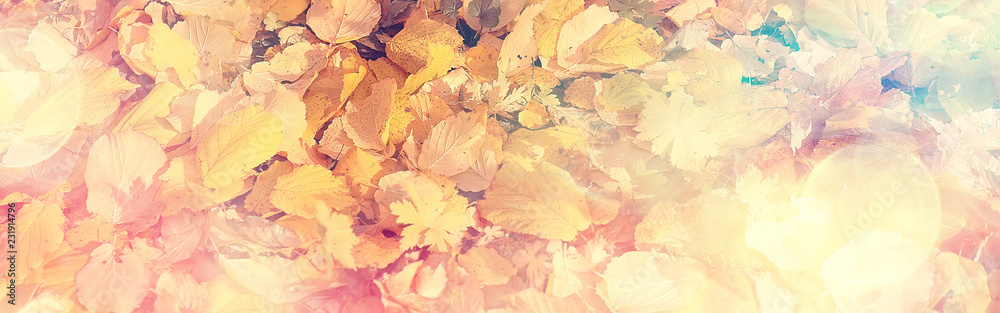 long narrow background autumn leaves /