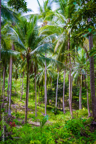 Palm forest  Thailand