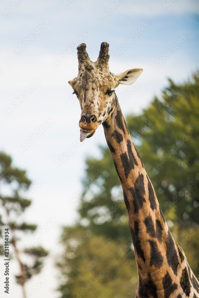 Obraz premium Girafe