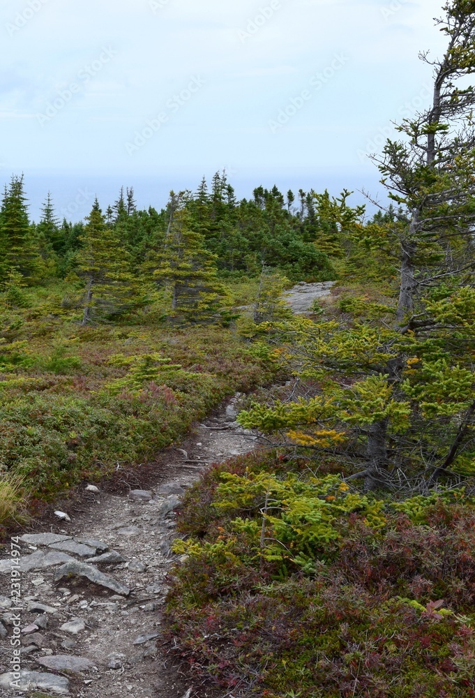 East Coast Father Troy’s Path; East Coast trail near Torbay, Avalon Peninsula, NL Canada East Coast Father Troy’s Path; East Coast trail near Torbay, Avalon Peninsula, NL Canada