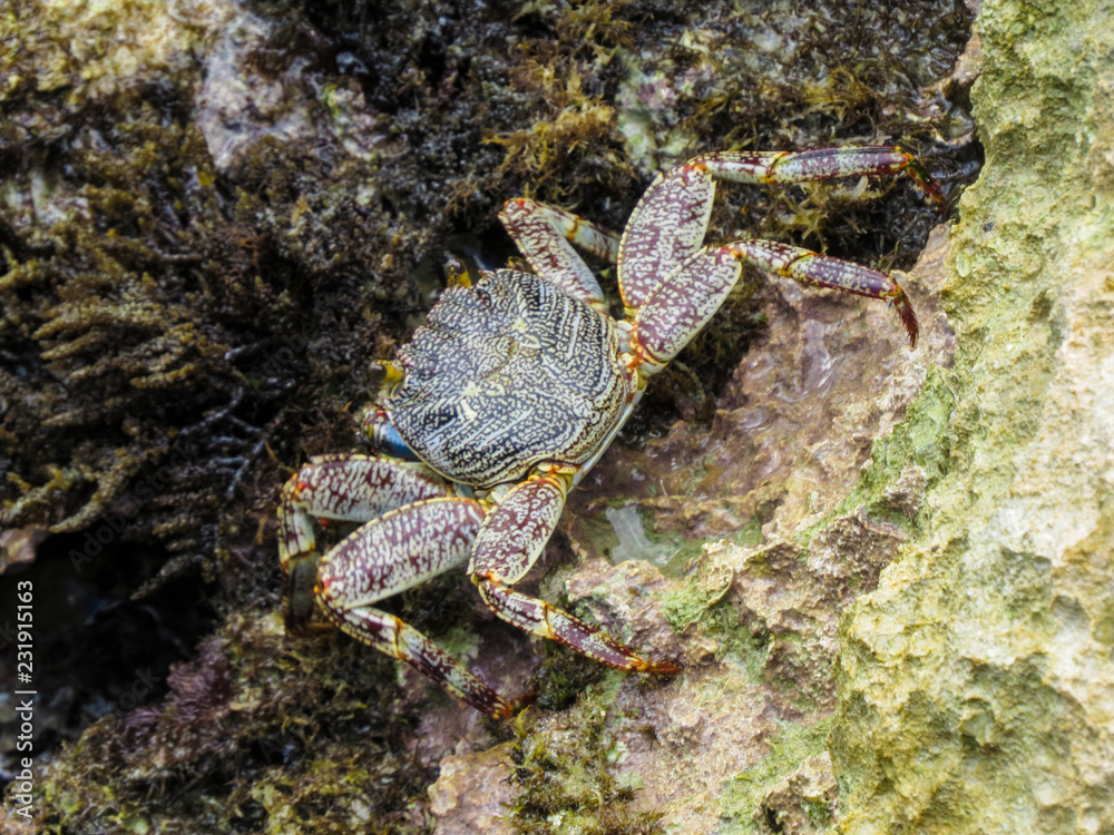 La Romana, Dominican Republic -  a crab on the rock in the turquoise water of the tropical island of Dominican Republic.