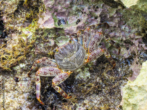 La Romana  Dominican Republic -  a crab on the rock in the turquoise water of the tropical island of Dominican Republic.