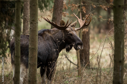 Mammal - bull moose (Alces) photo
