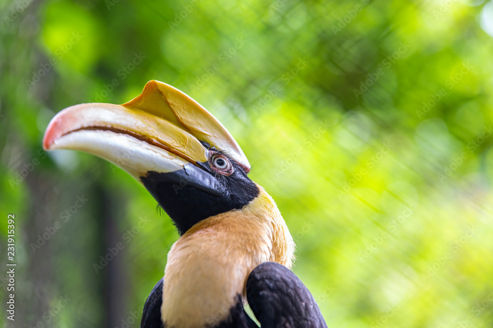 Close-up picture of hornbill