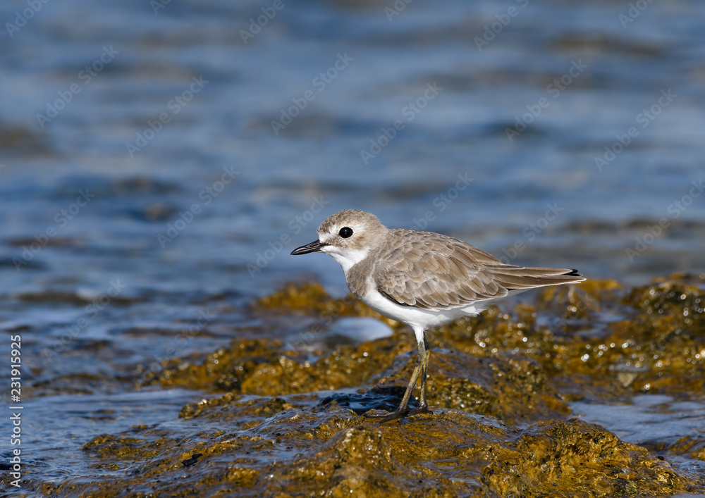 Greater Sand Plover Standing on Sea Rock Greater Sand Plover Standing on Sea Rock