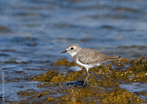 Greater Sand Plover Standing on Sea Rock