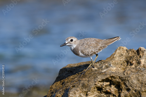 Greater Sand Plover Standing on Sea Rock, Closeup Portrait