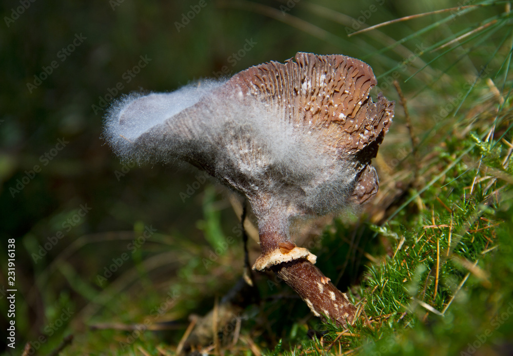 Obraz premium Cycle of life: rotting Freckled Dapperling,Lepiota aspera, cap of the mushroom covered with white fungus