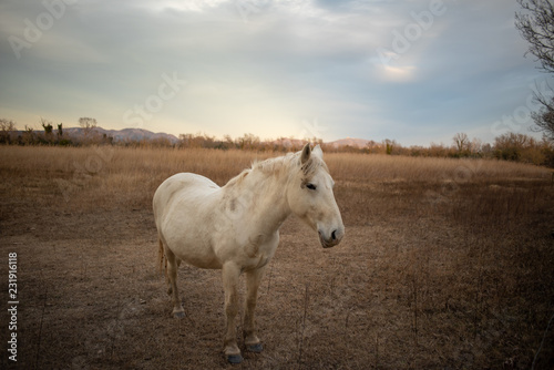 White horses, Aiguamolls de Emporda © jason