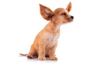 Funny dog. Cocker Spaniel Puppy, isolated on white