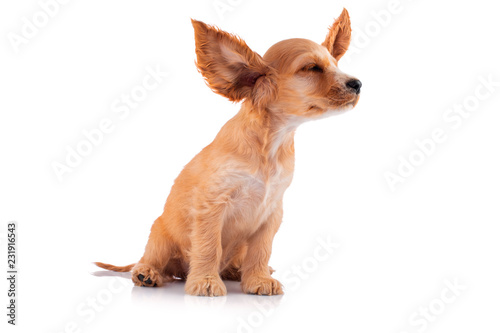 Fototapeta Naklejka Na Ścianę i Meble -  Funny dog. Cocker Spaniel Puppy, isolated on white