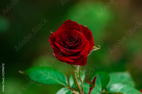 lovely little red rose