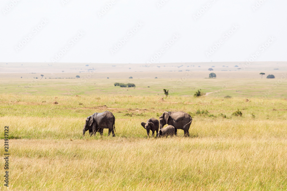 Elephants on the savannah in Africa Elephants on the savannah in Africa