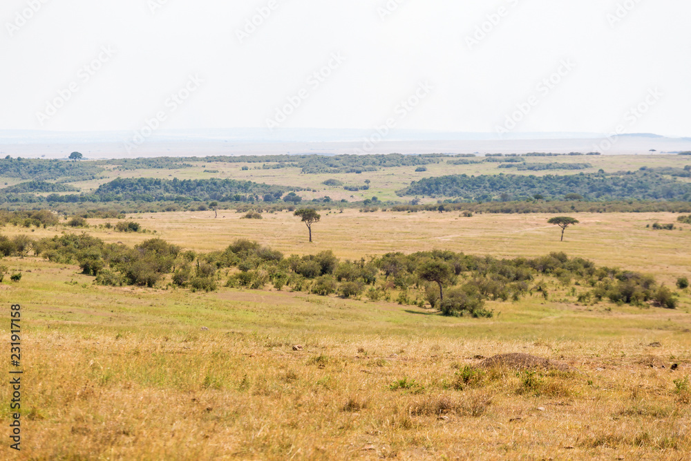 Masai Mara savanna in Kenya
