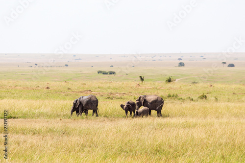 Elephants on the savannah in Africa © Lars Johansson