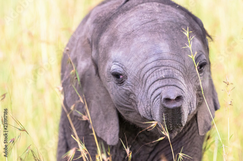 Close up of a Elephant calf playing with his trunk in the grass