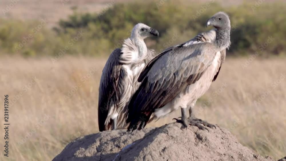 Pair of White backed Vulture sitting on a mud hump in Maasai Mara Park Pair of White backed Vulture sitting on a mud hump in Maasai Mara Park