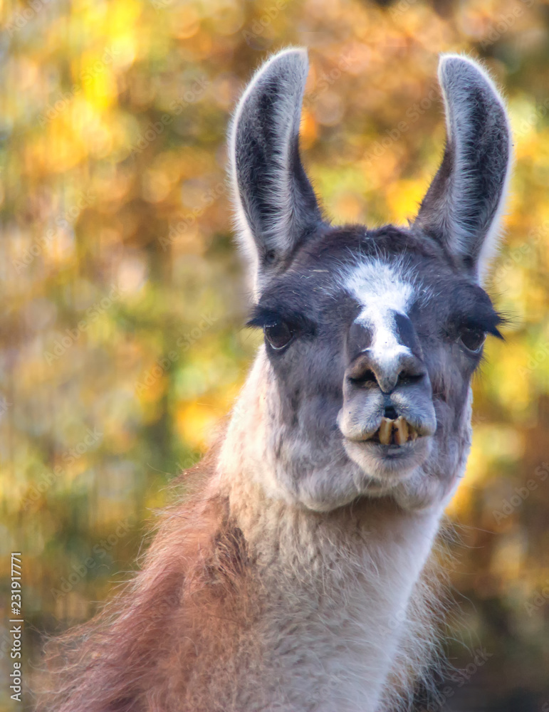 Obraz premium portrait of llama