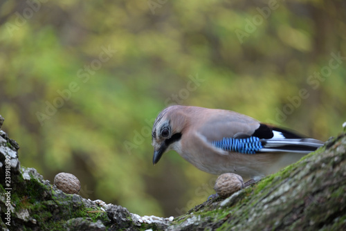 Eurasian Jay (Garrulus Glandarius) looking for food.