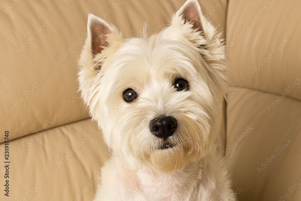 West highland white Terrier sits on a leather sofa. Close up West highland white Terrier sits on a leather sofa. Close up