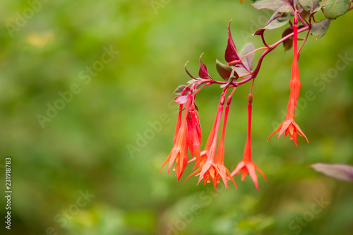 die hängende rote Blume