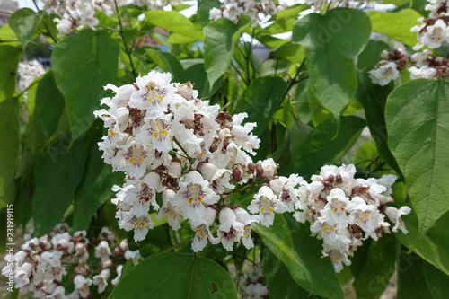 White flowers in the leafage of catalpa tree